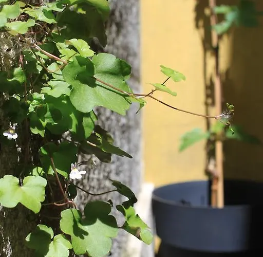 بيت شباب G&b - And Wines Lisboa